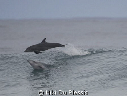 Dolphins visiting us during a surfing competition; they r... by Hiki Du Plessis 